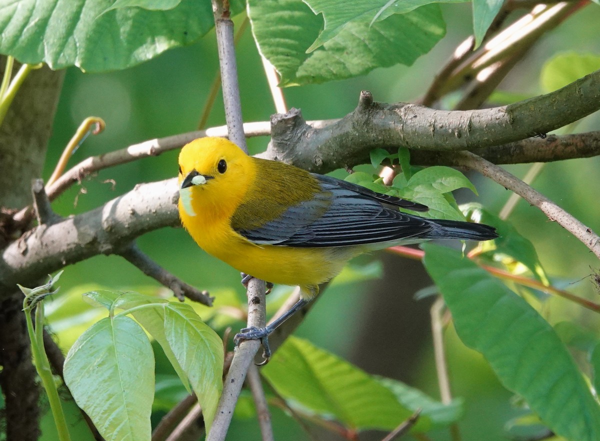 Prothonotary Warbler - Mark Goodwin