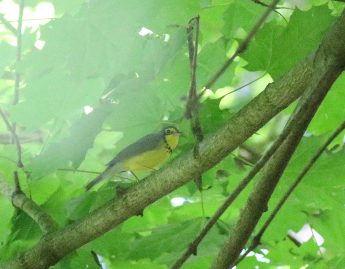 Canada Warbler - Joe Gyekis