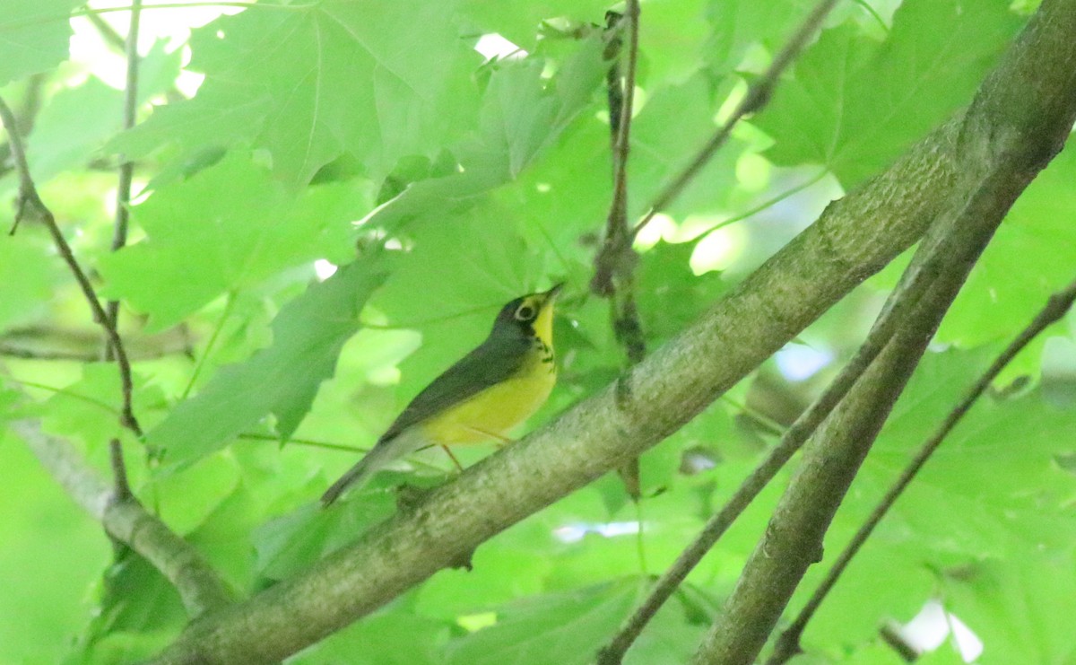 Canada Warbler - Joe Gyekis