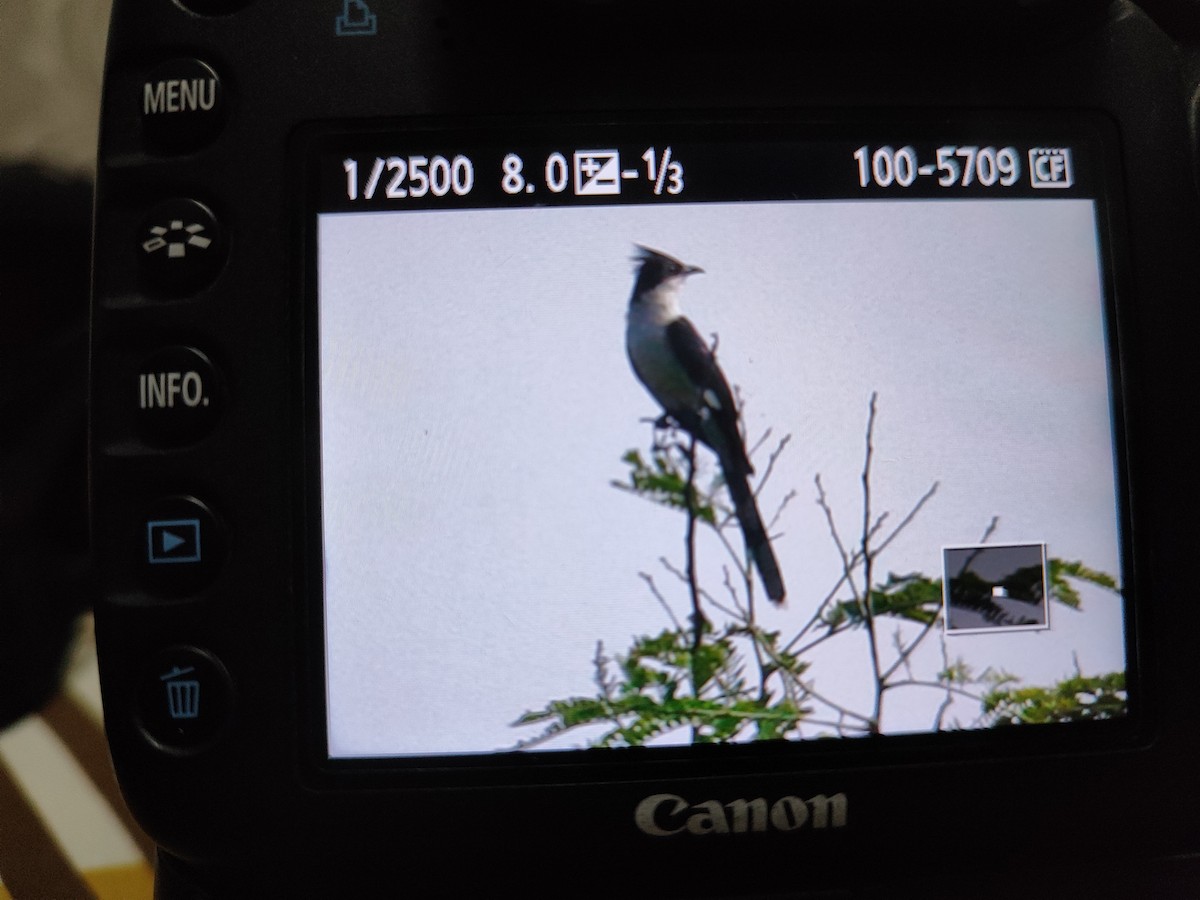 Pied Cuckoo - ML619487618