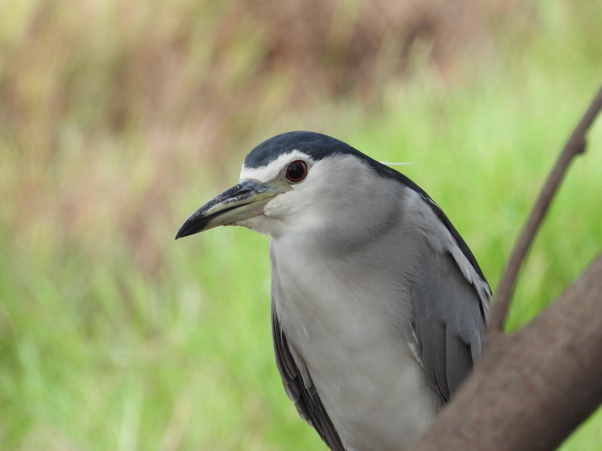 Black-crowned Night Heron - Bharath Ravikumar