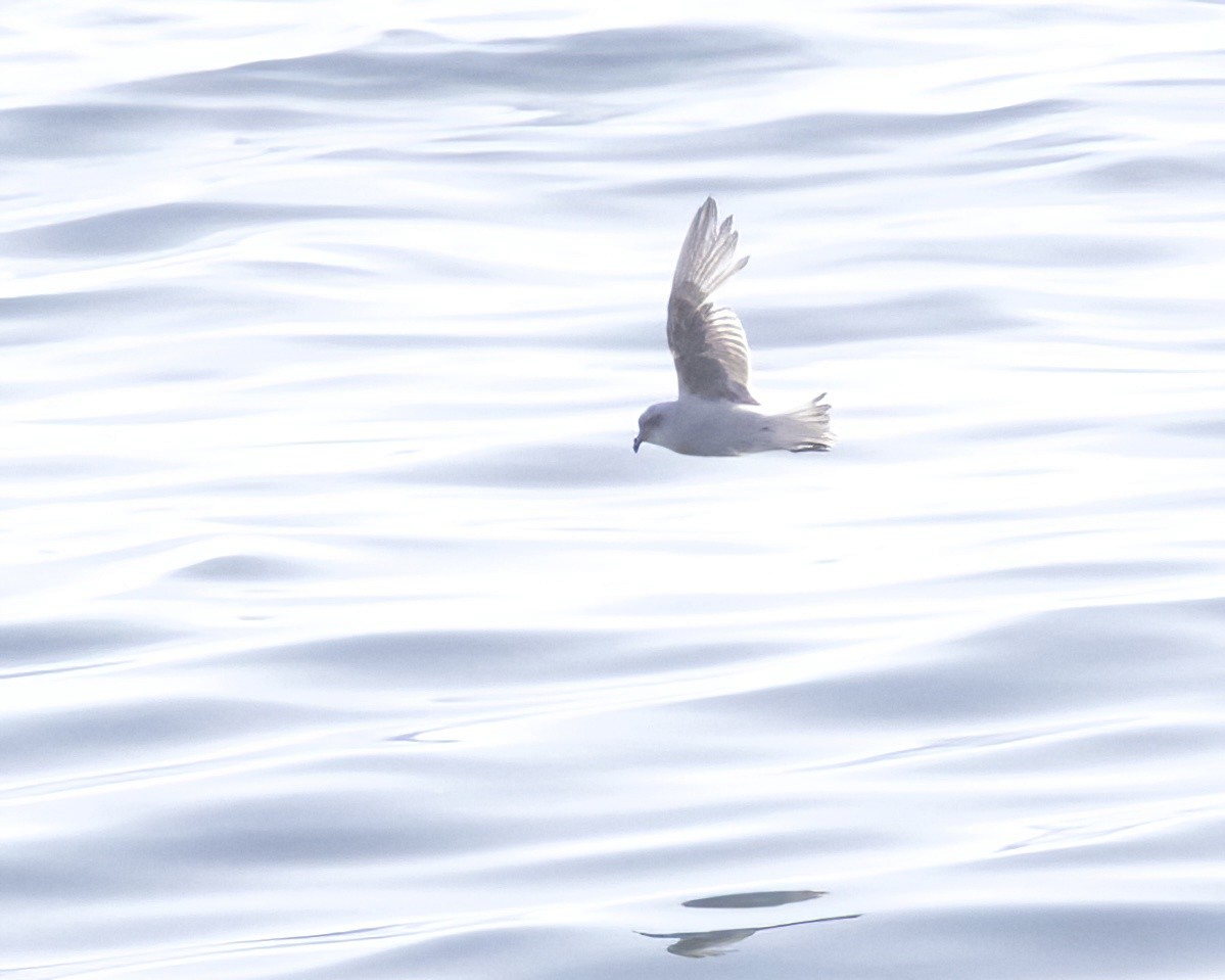 Fork-tailed Storm-Petrel - ML619487621