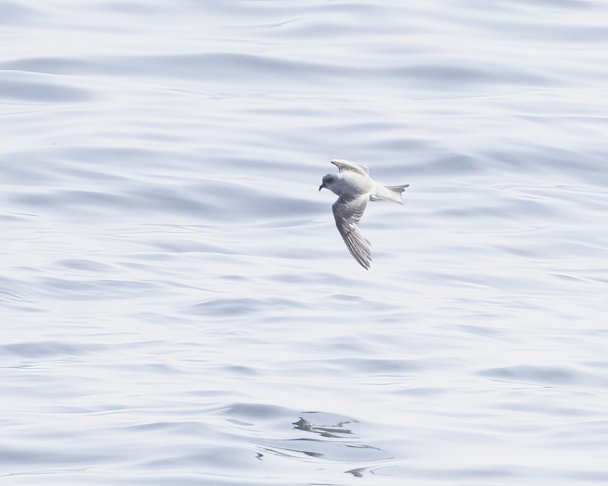 Fork-tailed Storm-Petrel - ML619487622