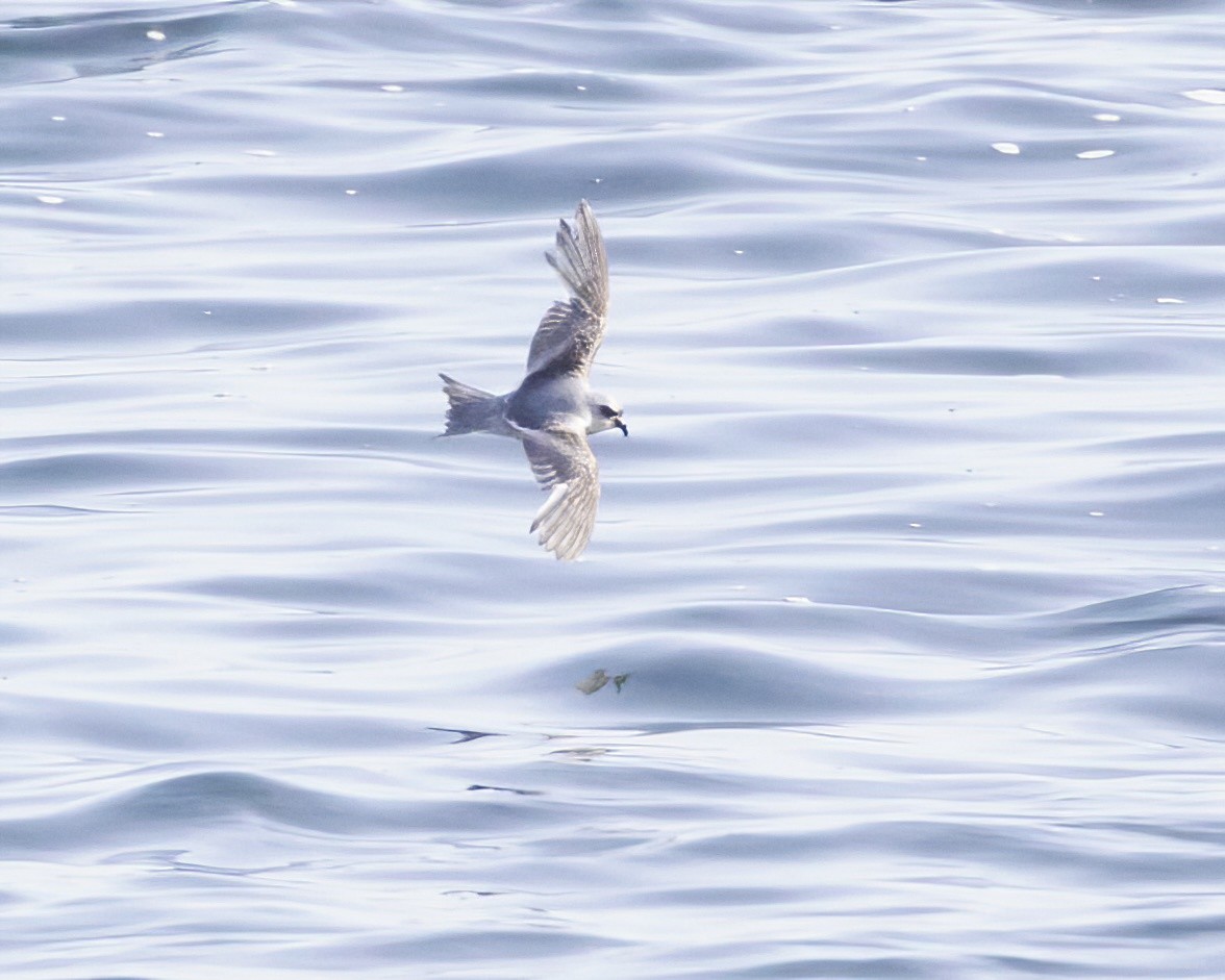 Fork-tailed Storm-Petrel - ML619487624
