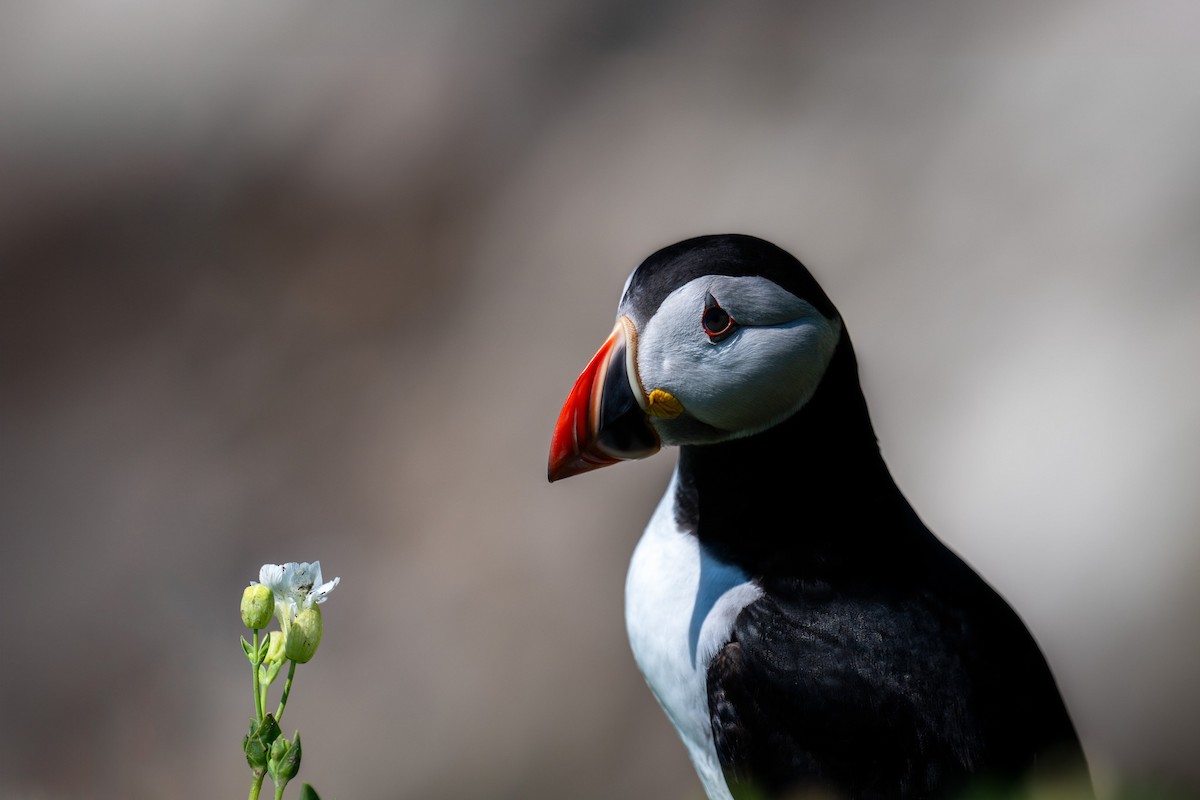 Atlantic Puffin - ML619487630