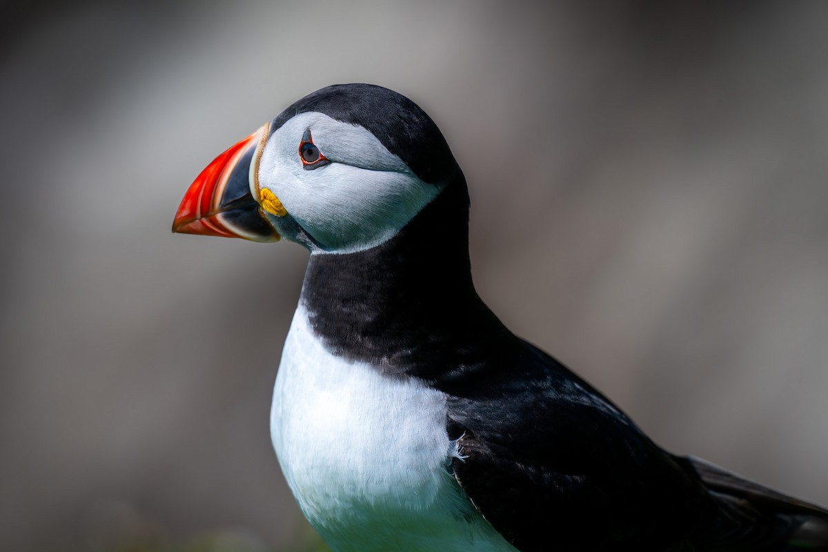 Atlantic Puffin - Ronan Toomey