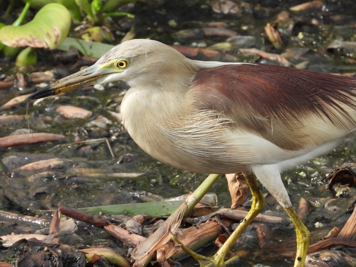 Indian Pond-Heron - Bharath Ravikumar