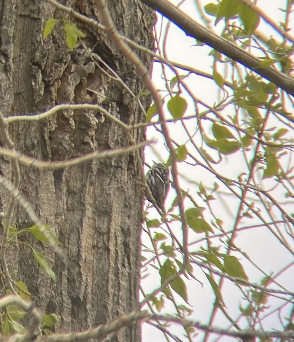 Black-and-white Warbler - Lucian Davis