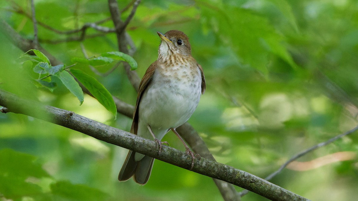 Veery - ML619487640