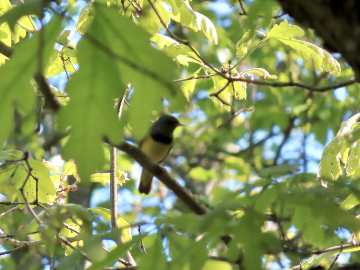 Mourning Warbler - Sara Griesemer