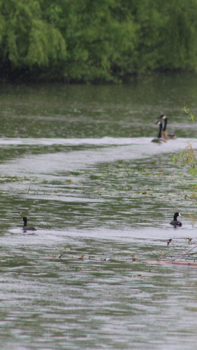 American Coot - Bro Co.