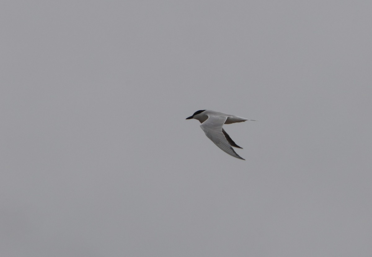 Gull-billed Tern - Simon Pinder