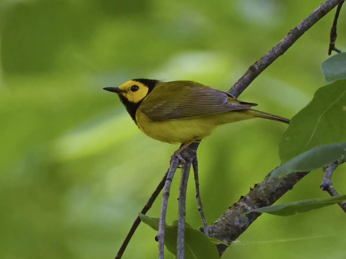 Hooded Warbler - Martha Hitchiner