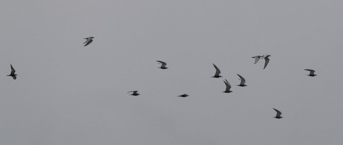 Whiskered Tern - Simon Pinder