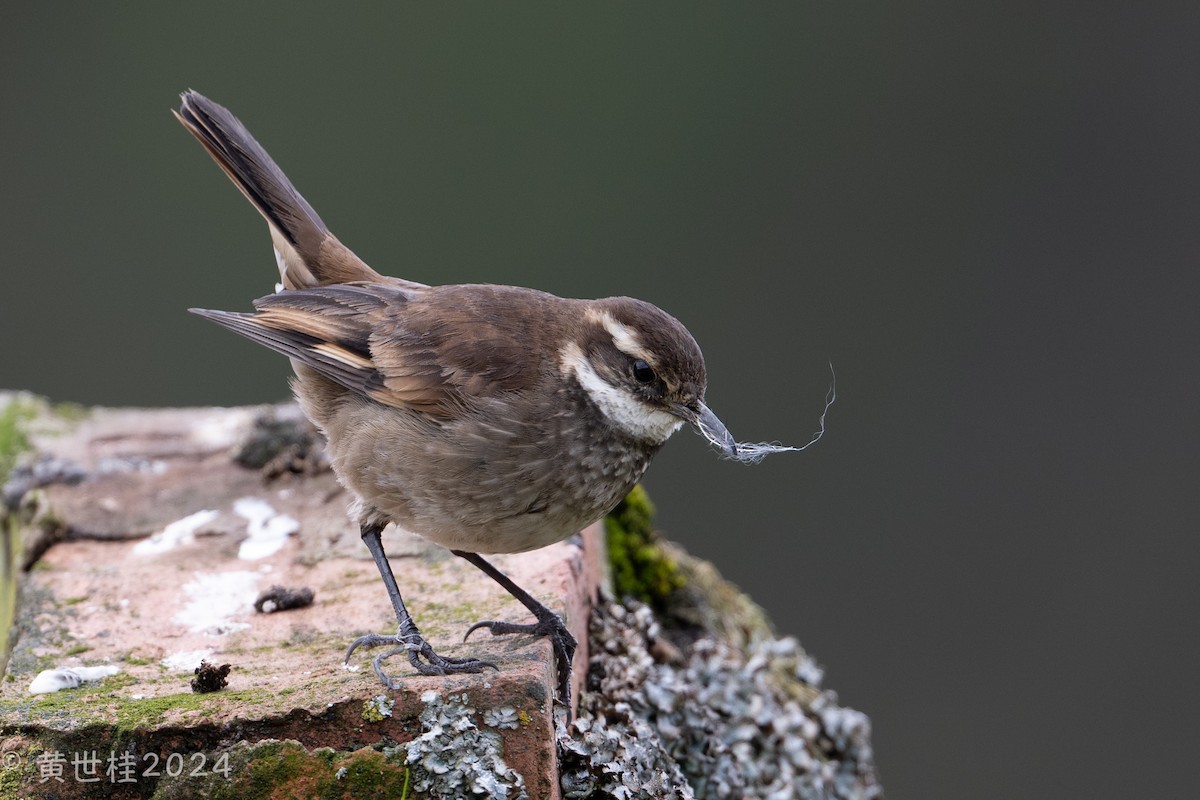 Chestnut-winged Cinclodes - Shigui Huang