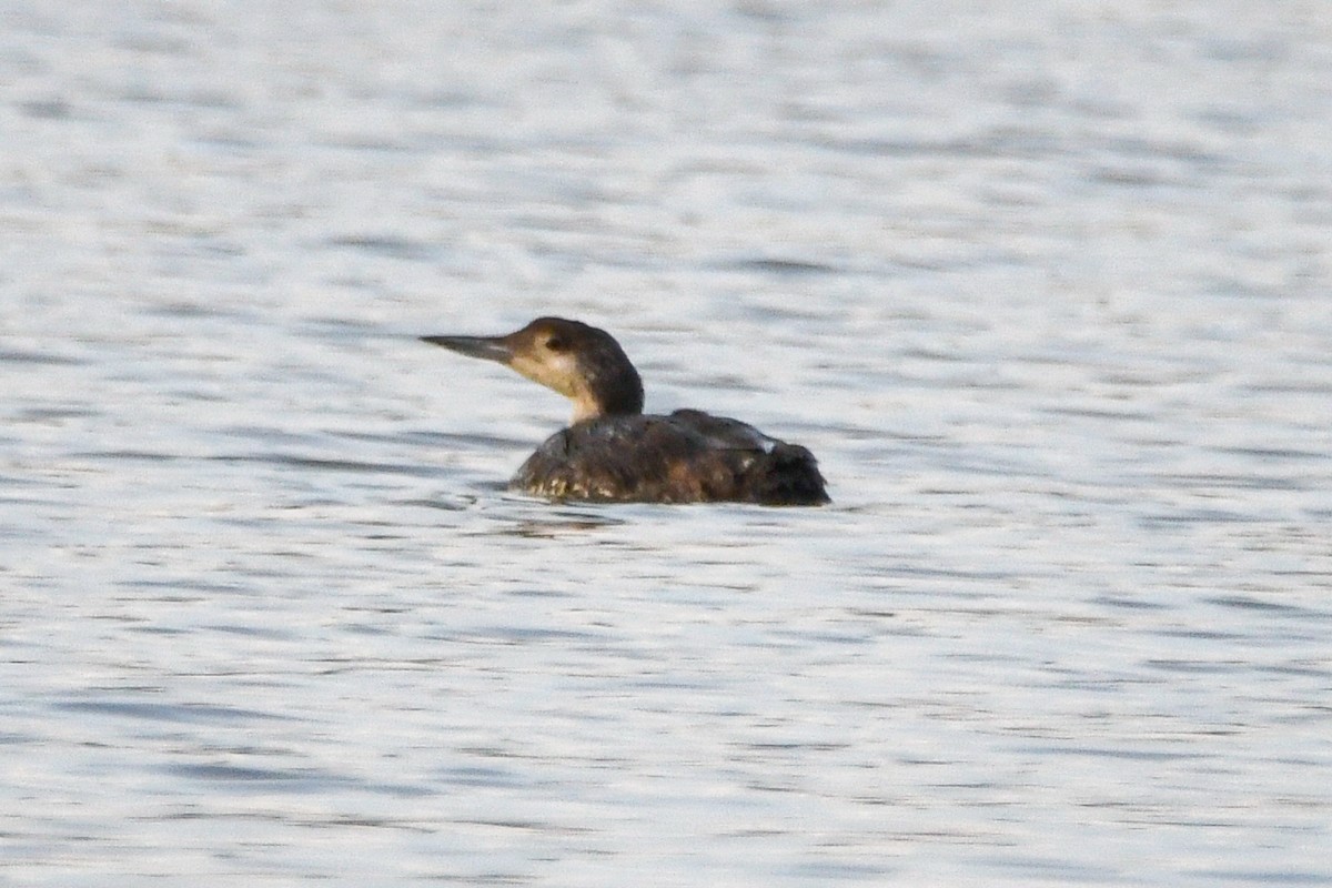 Common Loon - Daniel Denman