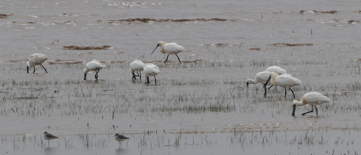 Black-faced Spoonbill - Simon Pinder