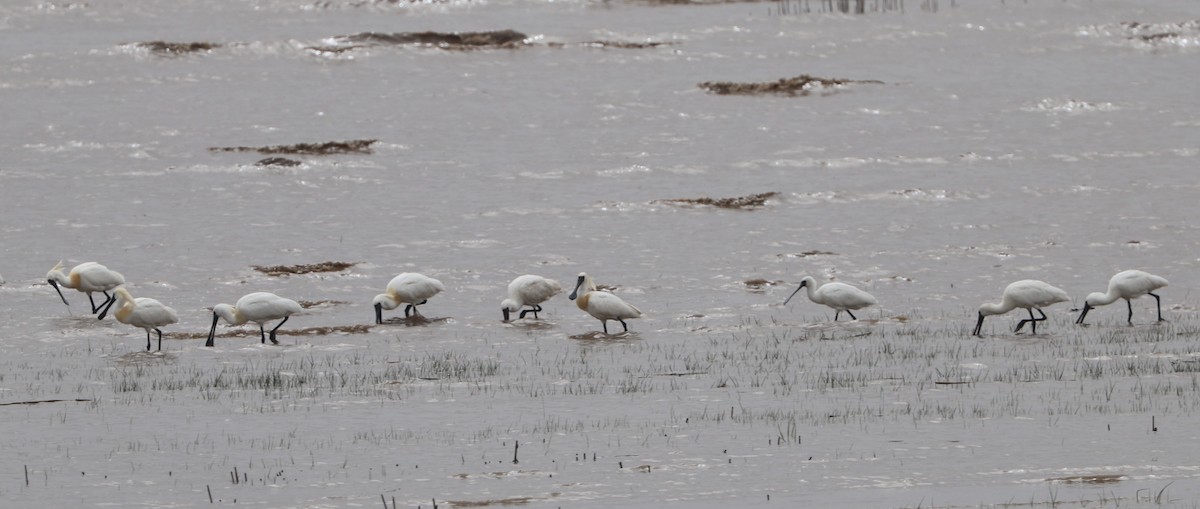 Black-faced Spoonbill - Simon Pinder