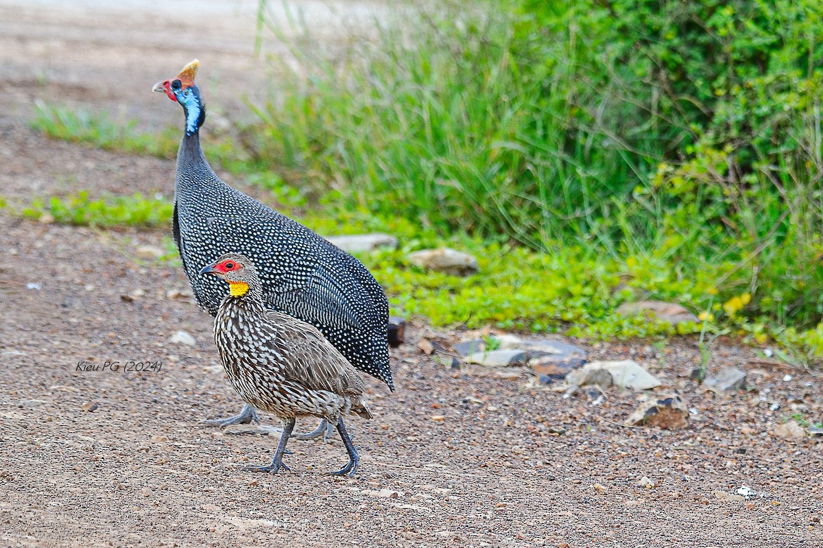 Yellow-necked Spurfowl - Chris Kieu