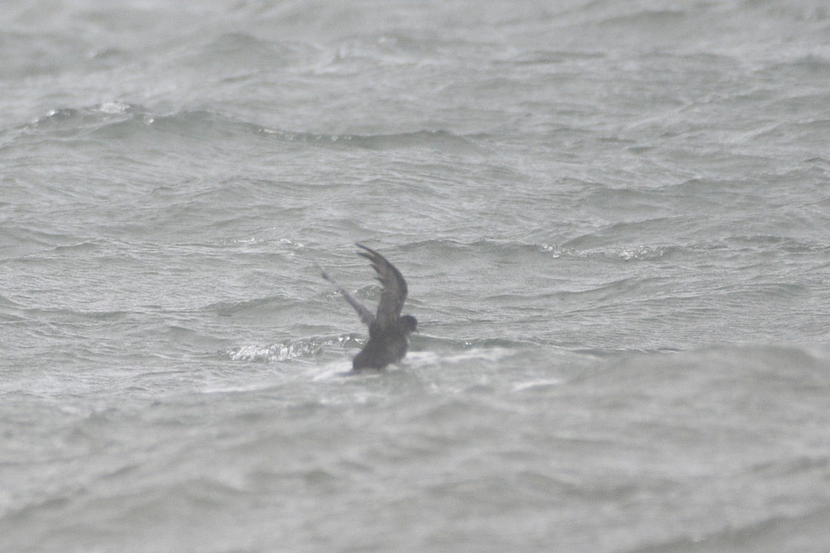 Short-tailed Shearwater - Lahiru Walpita