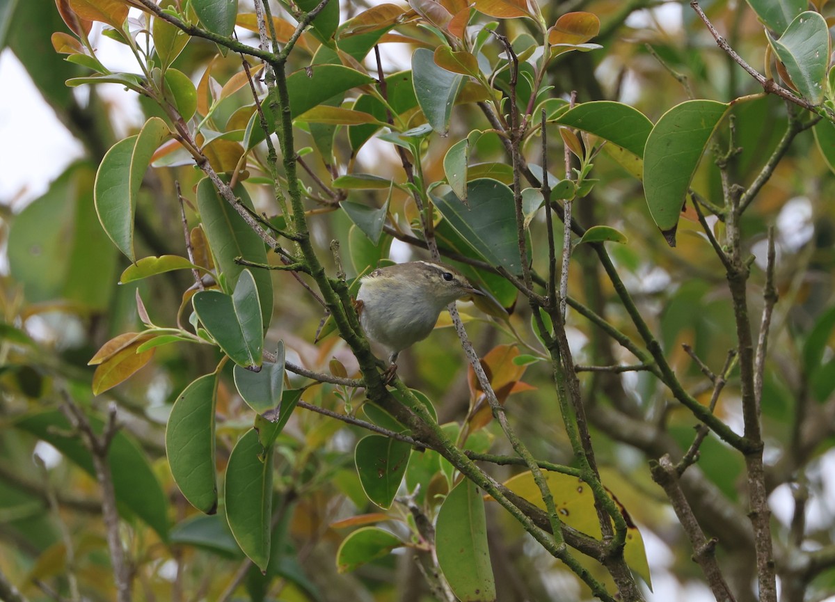 Yellow-browed Warbler - Simon Pinder