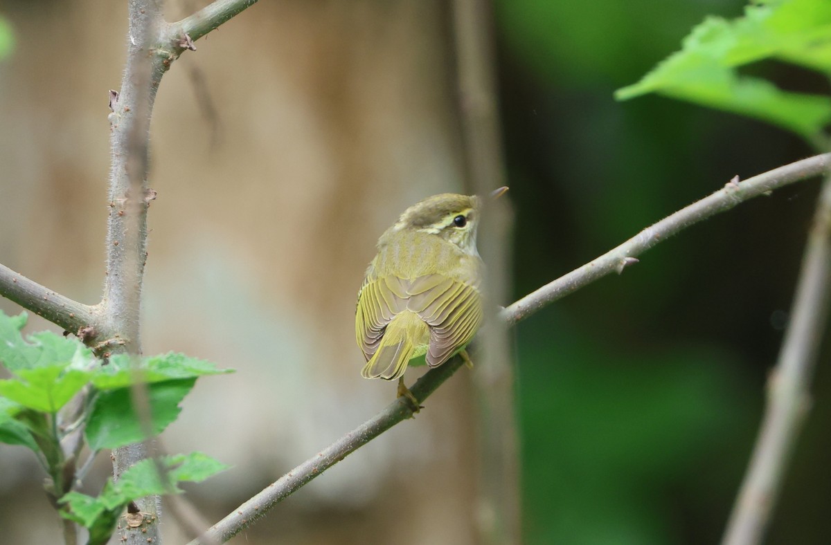 Eastern Crowned Warbler - Simon Pinder