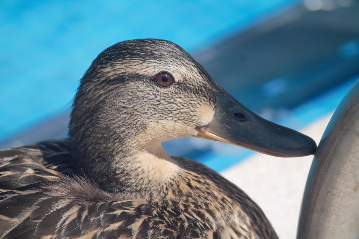 Mallard - Luis Tárraga Cabrera