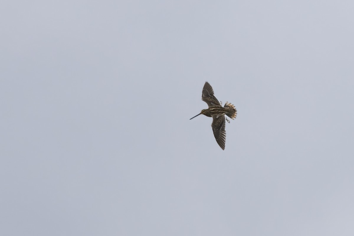 Common Snipe - Delfin Gonzalez