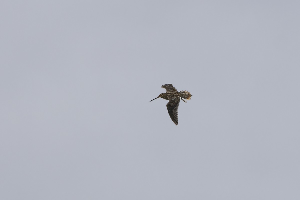 Common Snipe - Delfin Gonzalez