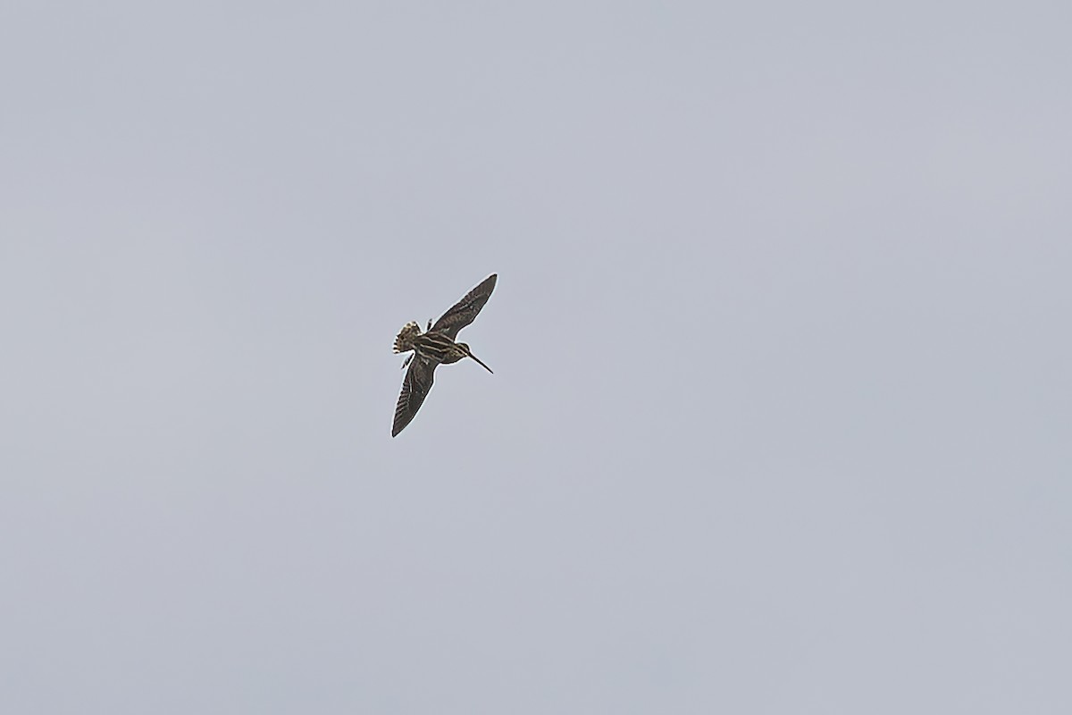 Common Snipe - Delfin Gonzalez