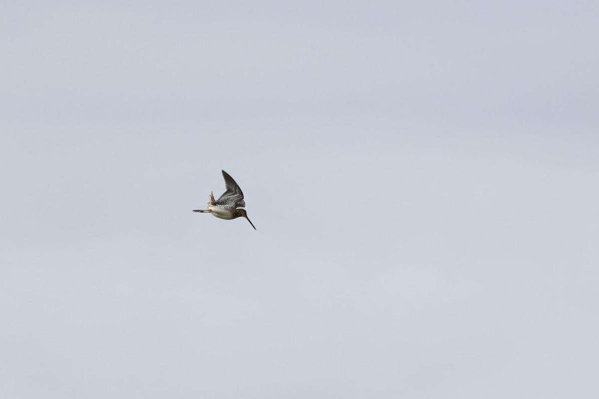 Common Snipe - Delfin Gonzalez