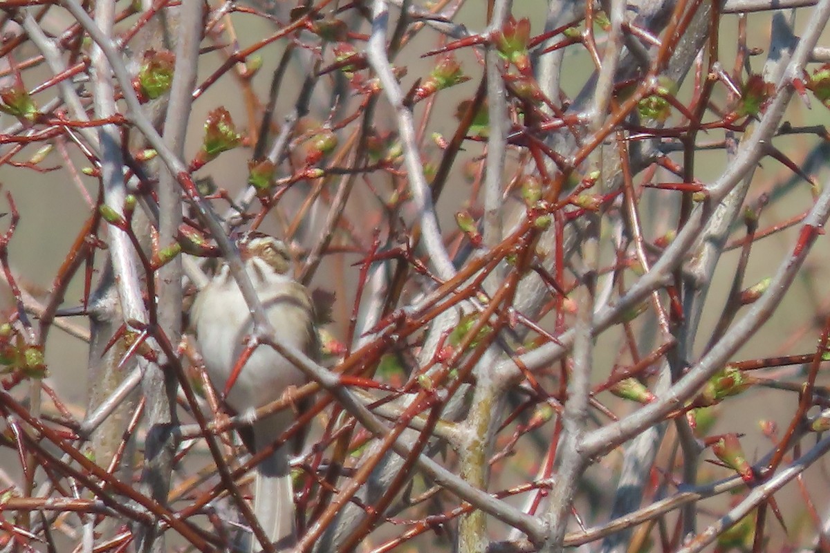 Clay-colored Sparrow - Mike Lesnik