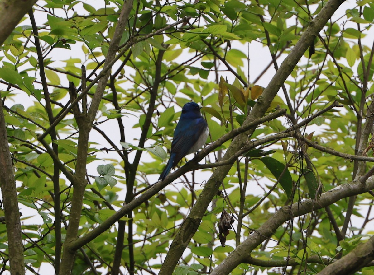 Blue-and-white Flycatcher - Simon Pinder