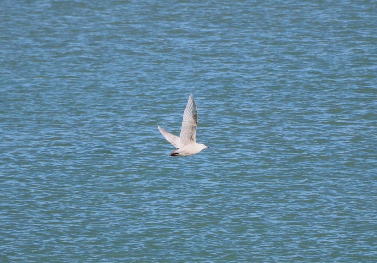 Gaviota Groenlandesa (kumlieni) - ML619487737