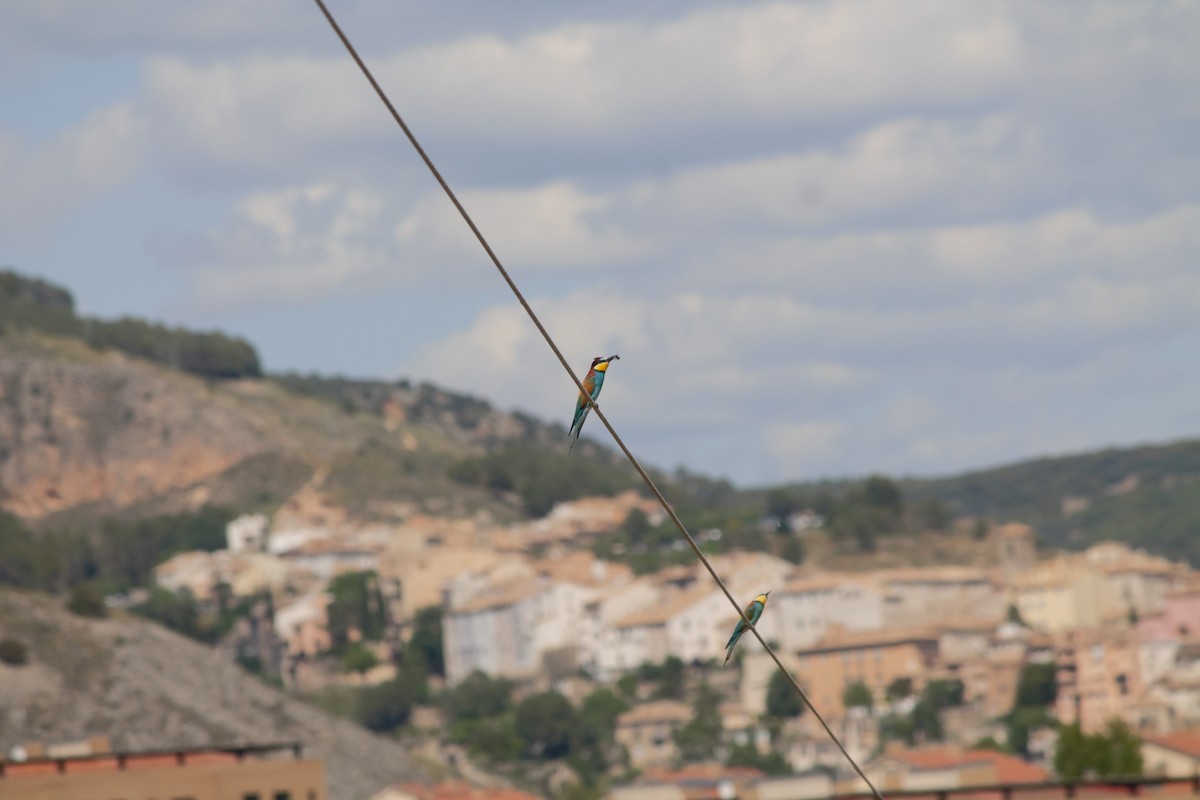 European Bee-eater - Luis Tárraga Cabrera