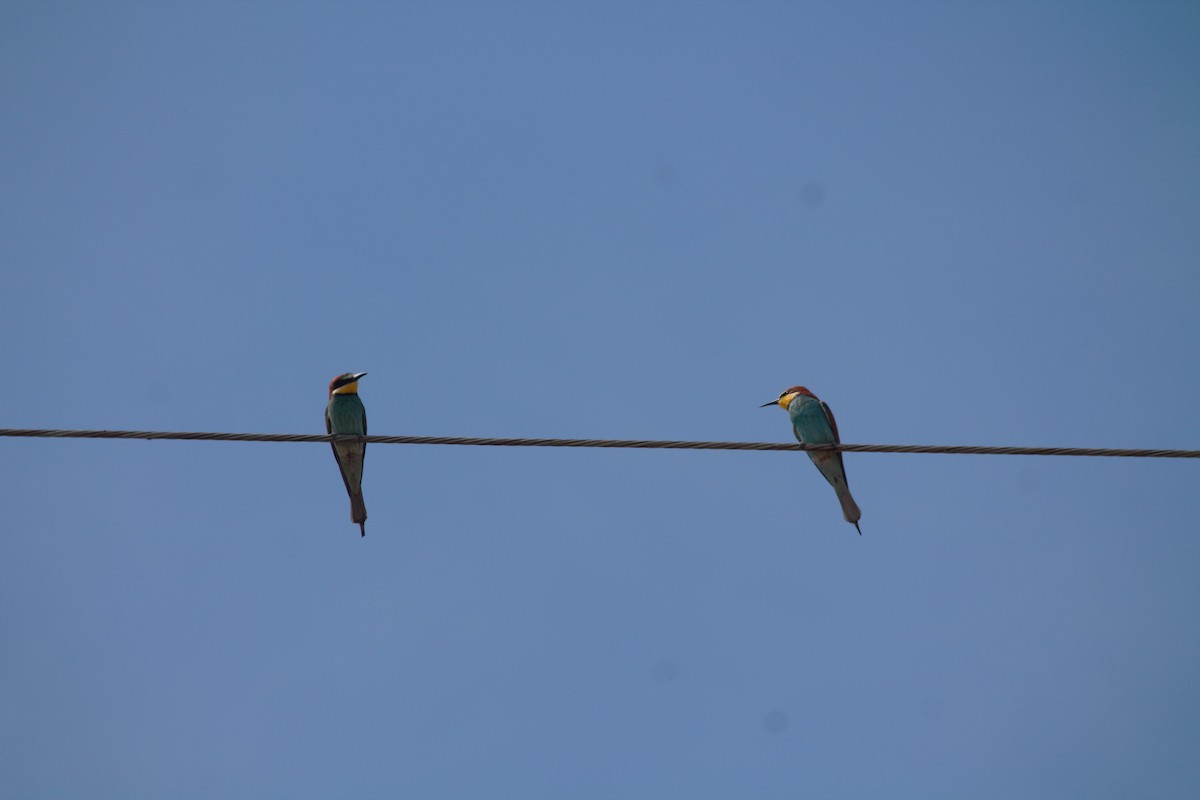 European Bee-eater - Luis Tárraga Cabrera