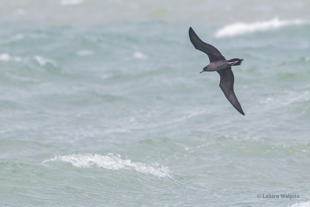 Wedge-tailed Shearwater - Lahiru Walpita