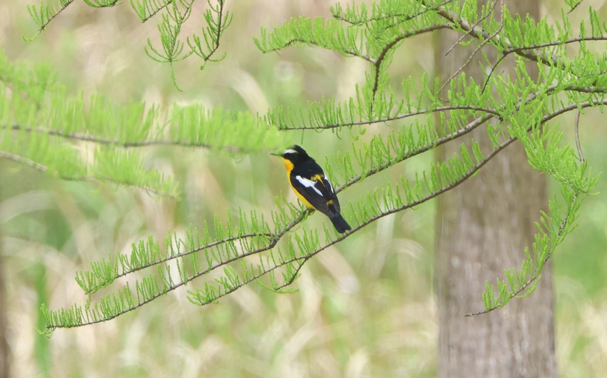 Yellow-rumped Flycatcher - Simon Pinder