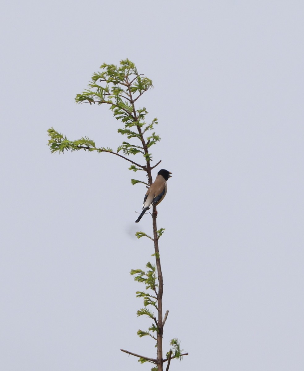 Yellow-billed Grosbeak - Simon Pinder