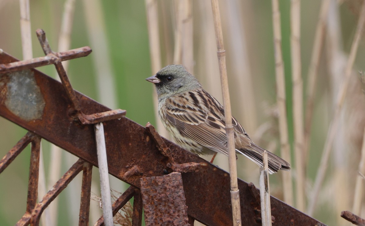 Black-faced Bunting - Simon Pinder