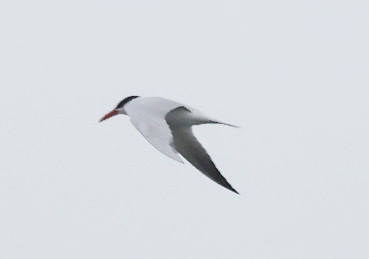 Caspian Tern - Dave Czaplak