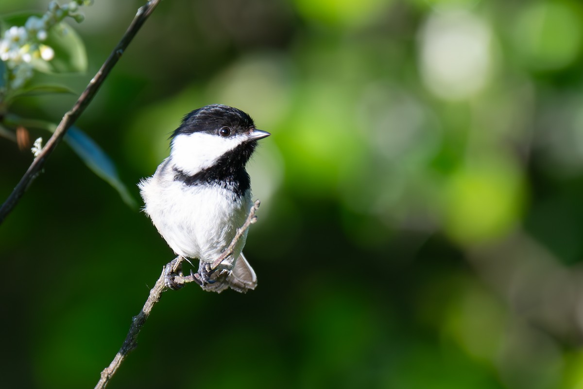 Black-capped Chickadee - Warren Whaley