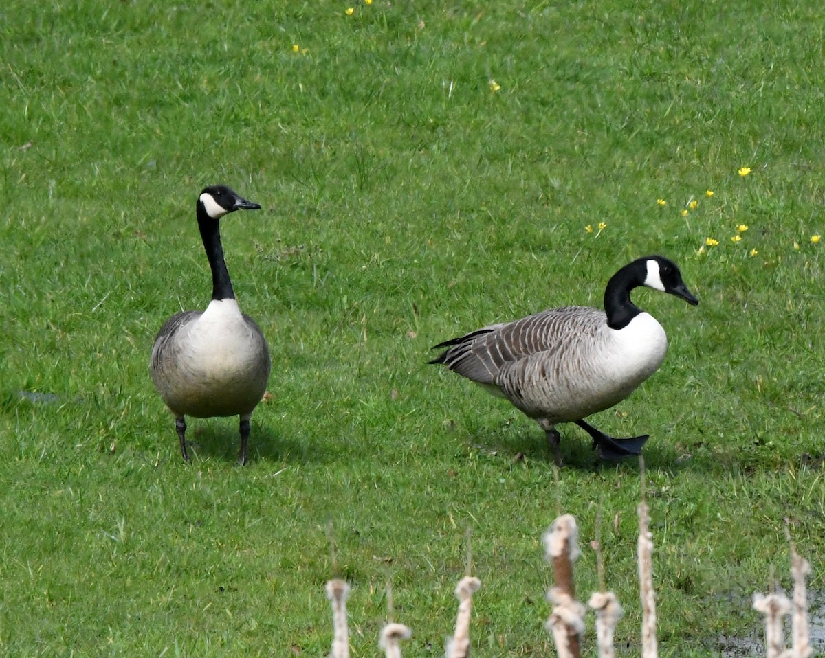 Canada Goose - A Emmerson