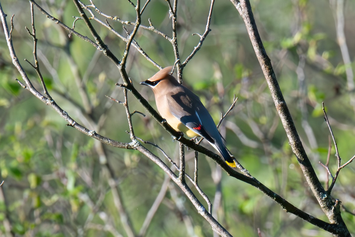 Cedar Waxwing - Warren Whaley