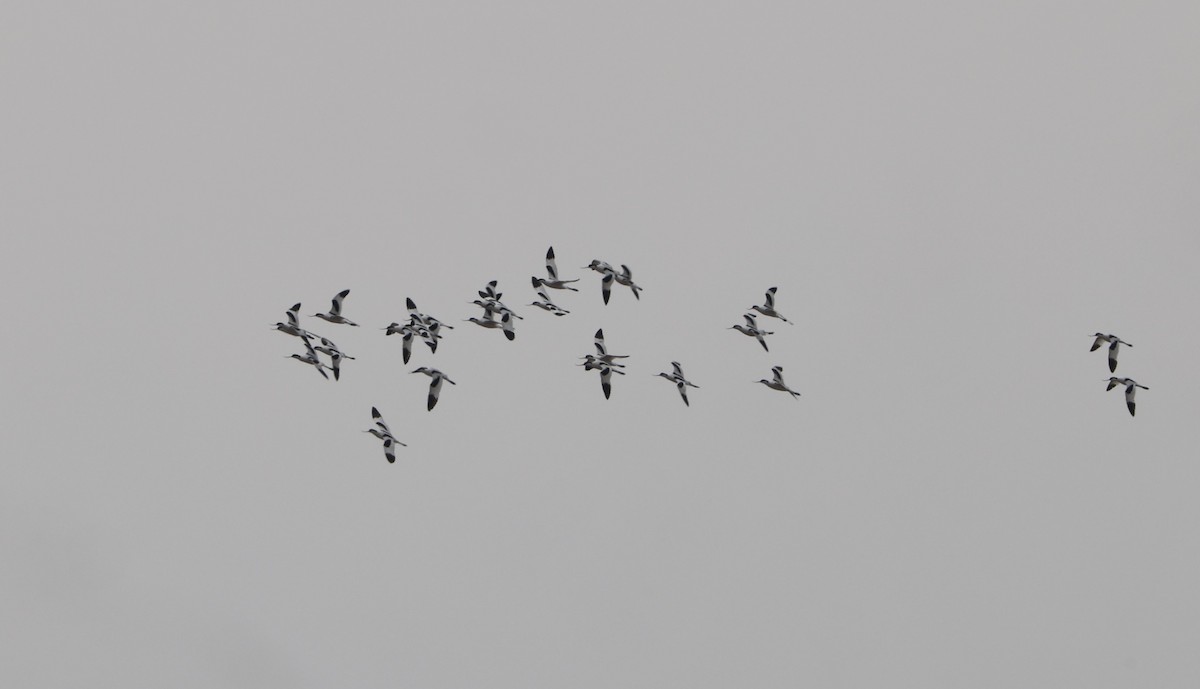 Pied Avocet - Simon Pinder