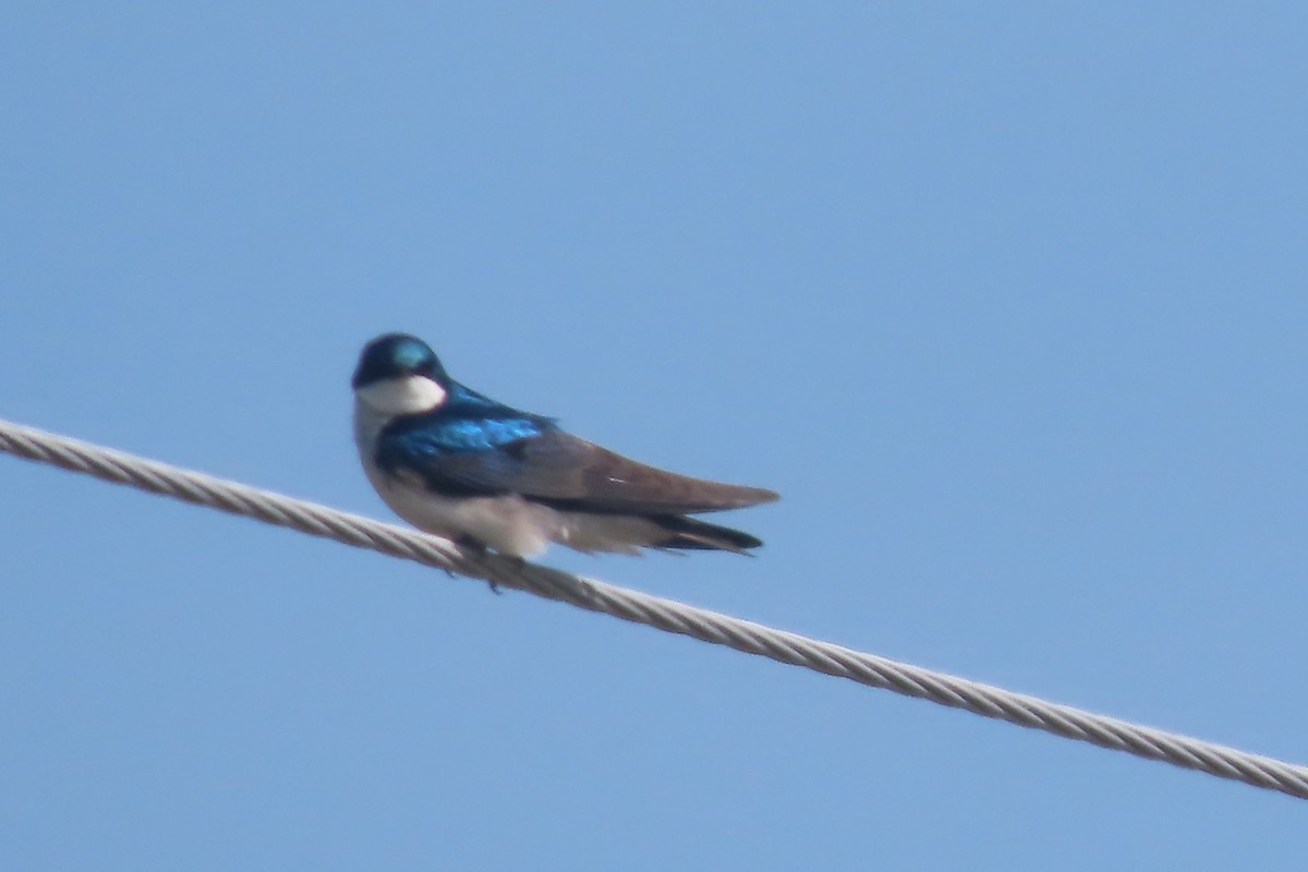 Tree Swallow - ML619487784