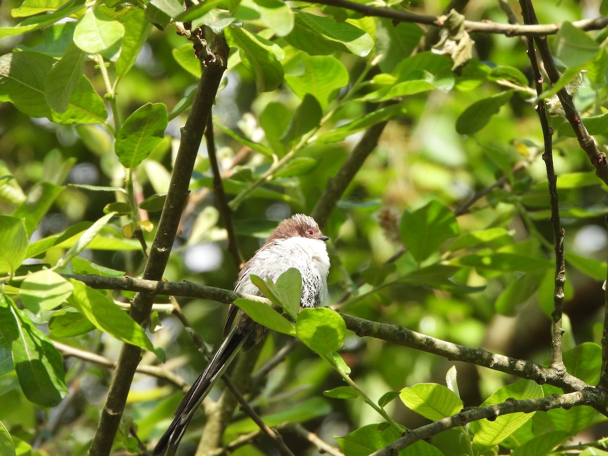 Long-tailed Tit - Haydee Huwel