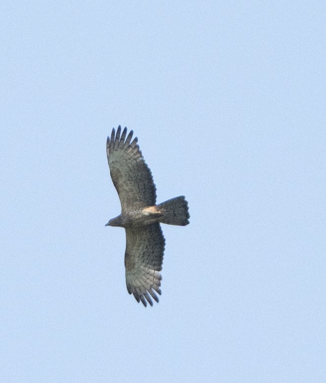 Oriental Honey-buzzard - Anurag Mishra