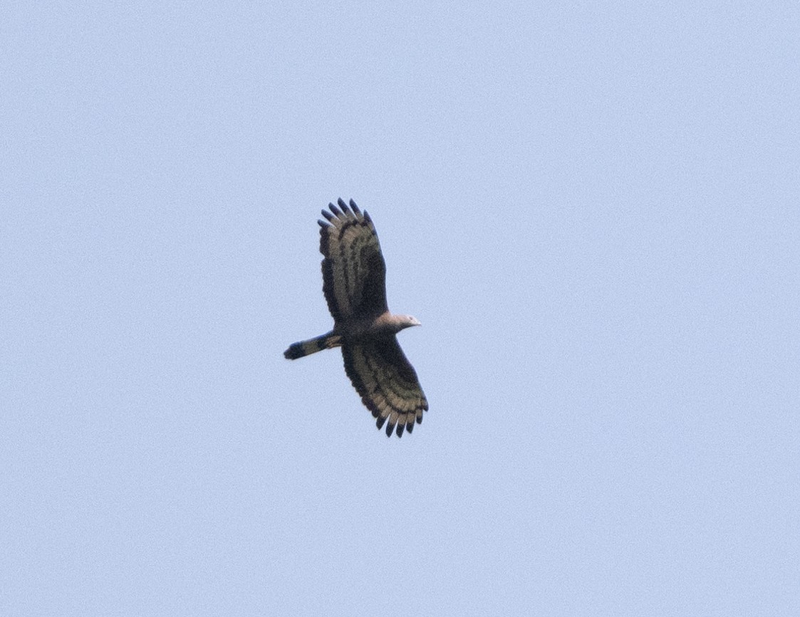 Oriental Honey-buzzard - Anurag Mishra