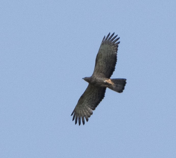 Oriental Honey-buzzard - Anurag Mishra